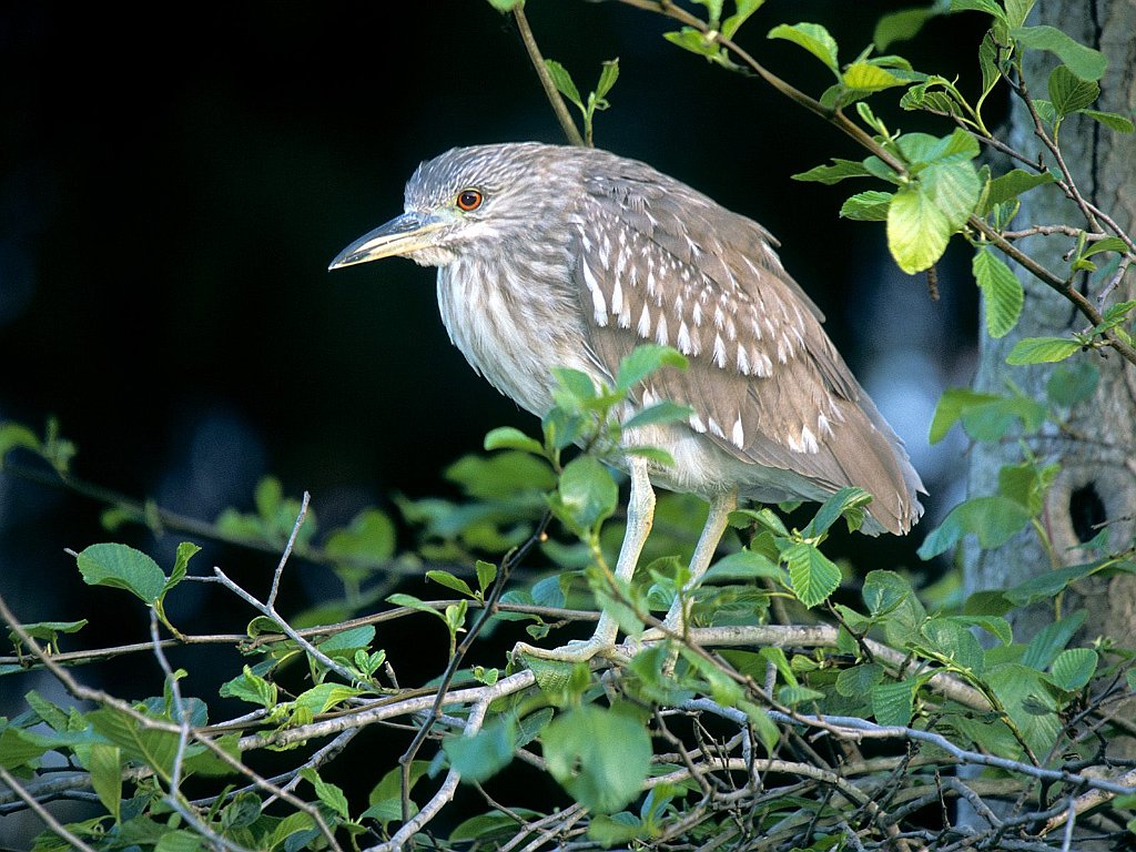 Black-Crowned Night Heron